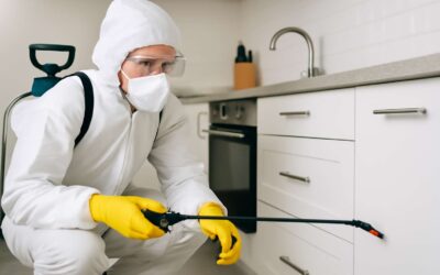Effective Pest Control Kathu: Your Ultimate Solution to Bug-Free Living