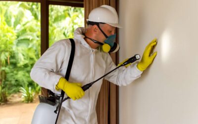 Expert Pest Control Phalaborwa: Say Goodbye to Unwanted Guests Today!
